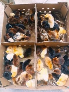 healthy and active golden misri chicks