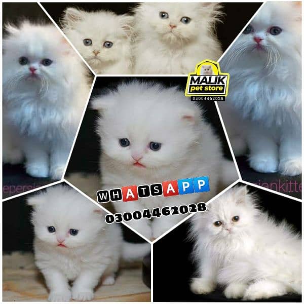 Persian Kittens | Persian Cat | Punch Face Persian | Triple Coated 0