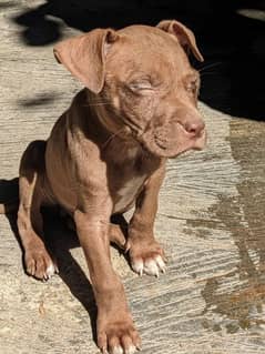 American pitbull pups 2 left