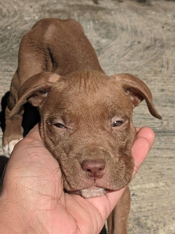 American pitbull pups 2 left 1