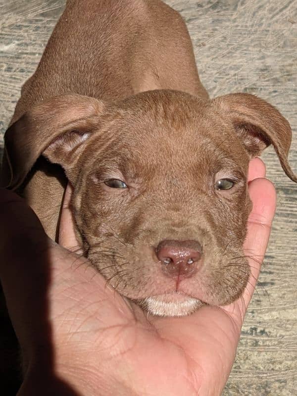 American pitbull pups 2 left 2