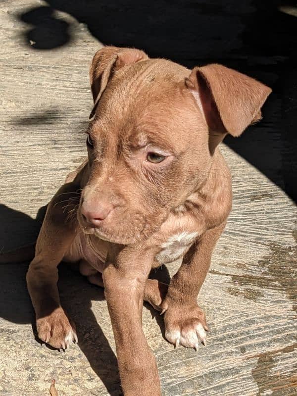 American pitbull pups 2 left 3