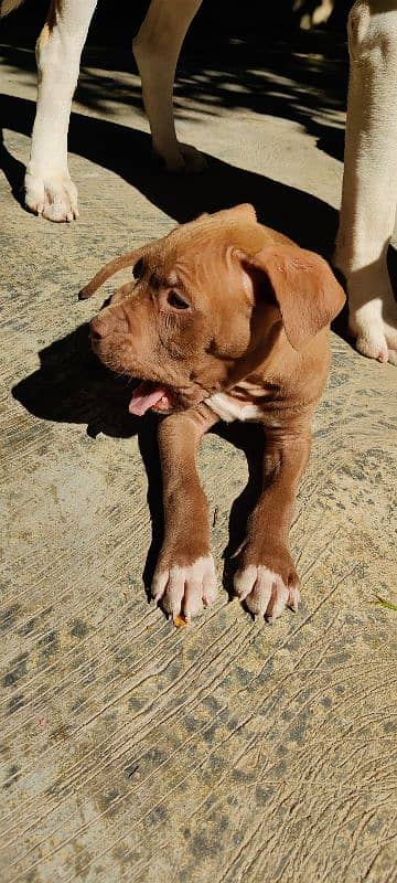 American pitbull pups 2 left 4