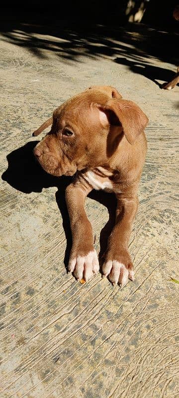 American pitbull pups 2 left 5