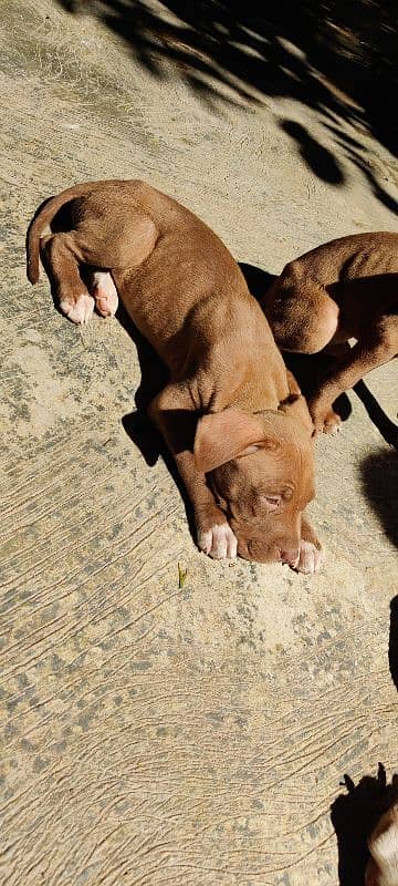 American pitbull pups 2 left 6