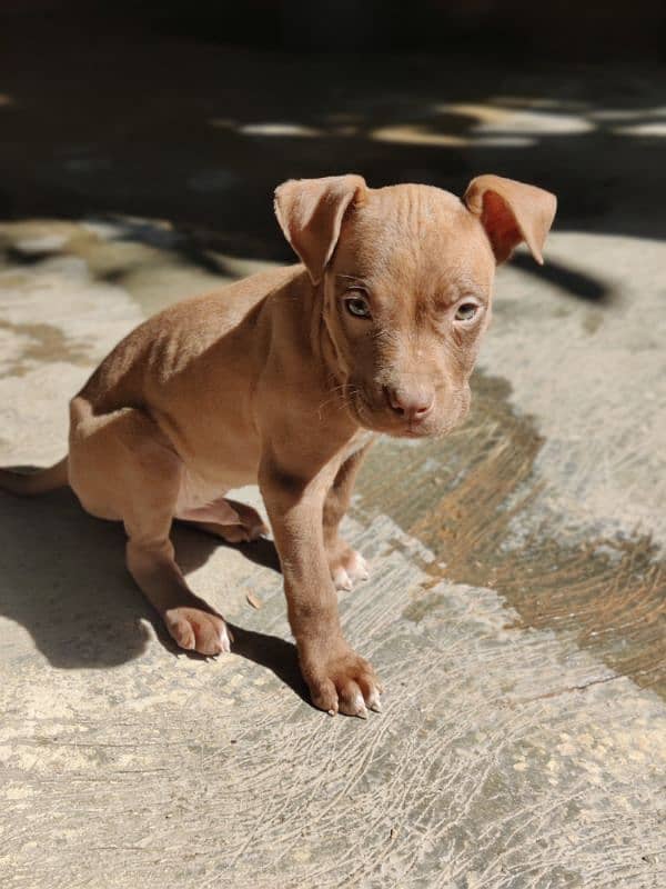 American pitbull pups 2 left 7