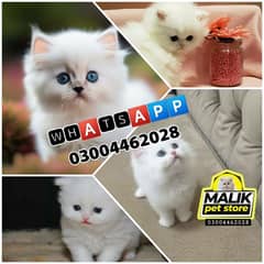 Persian Kittens | Persian Cat | Punch Face Persian | Triple Coated