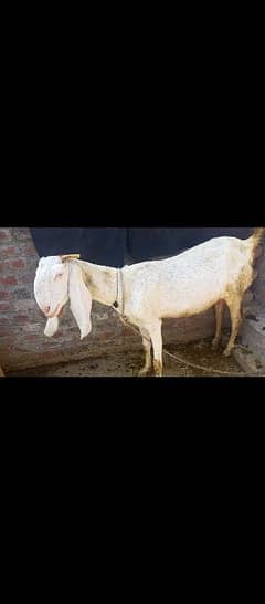 bakri full tyar ha 7din ma bachay day day gi rs 55k