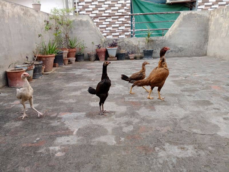 ASEEL THAI HEERA CROSS BACHO KA PAIR AGE 5 MONTH HOME BREED 4