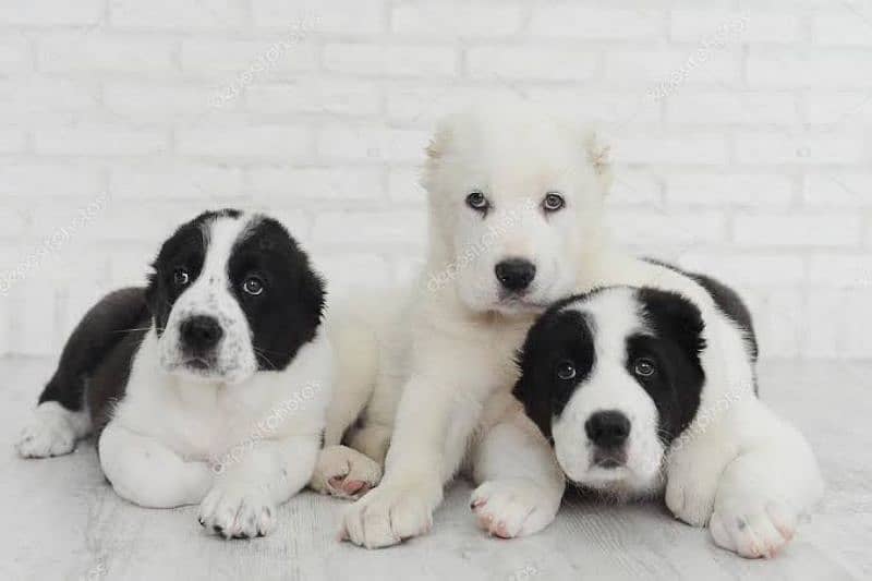 alabai puppies available for new home 0