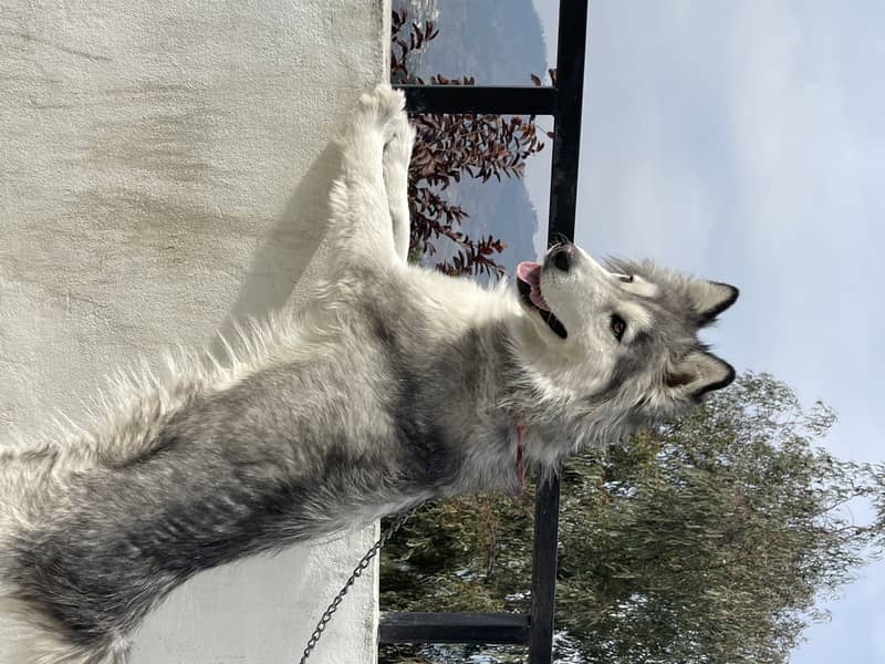 grey and white husky for sale . vaccinated and kept with care 0