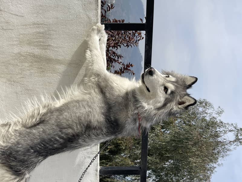 grey and white husky for sale . vaccinated and kept with care 1