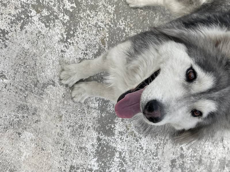 grey and white husky for sale . vaccinated and kept with care 3