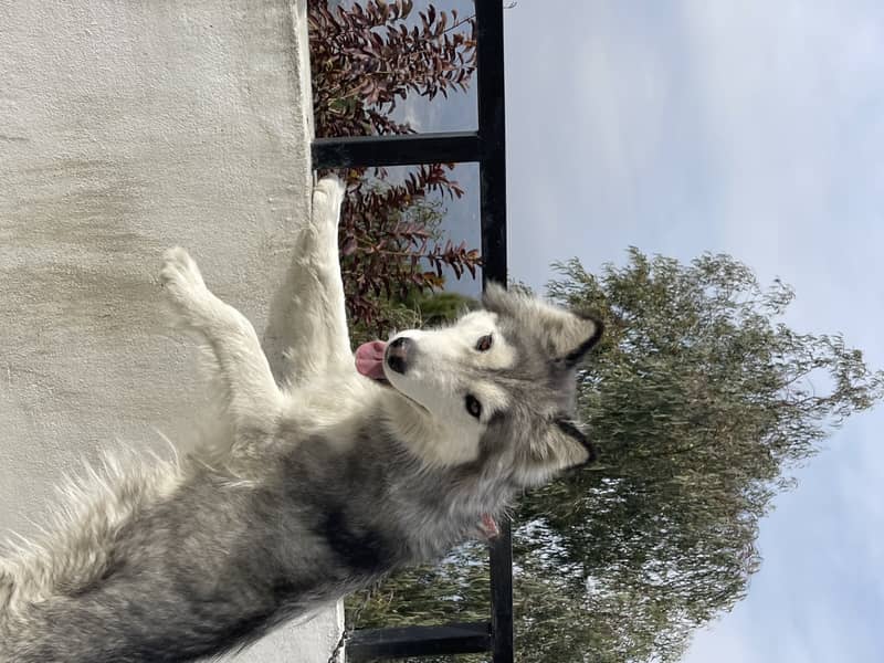 grey and white husky for sale . vaccinated and kept with care 4