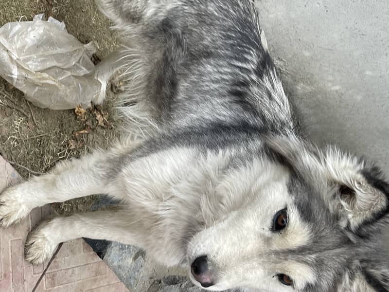 grey and white husky for sale . vaccinated and kept with care 5