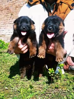 German shepherd dubal cout pair 2 mahnt for sale