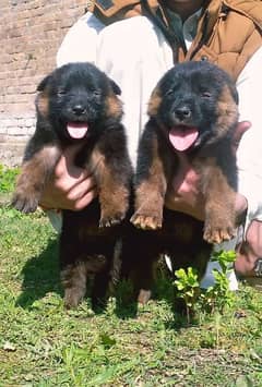 German shepherd Dubal Cout pair 2 mahnt for sale active and healthy