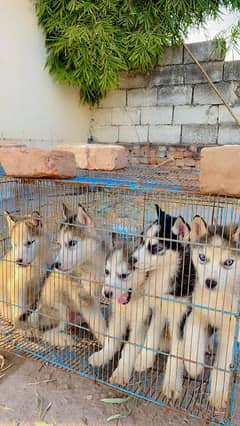 Siberian Husky / Pair / Available