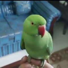 0321/8577/966 green parrot ring nack hand tame male female dono avilli