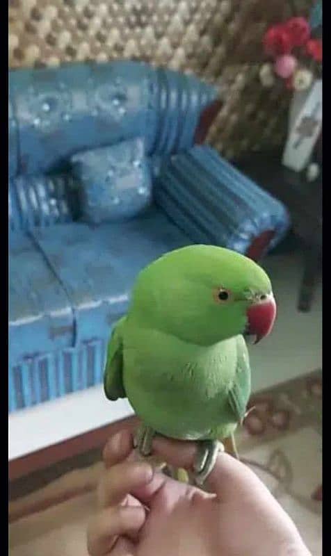 0321/8577/966 green parrot ring nack hand tame male female dono avilli 1