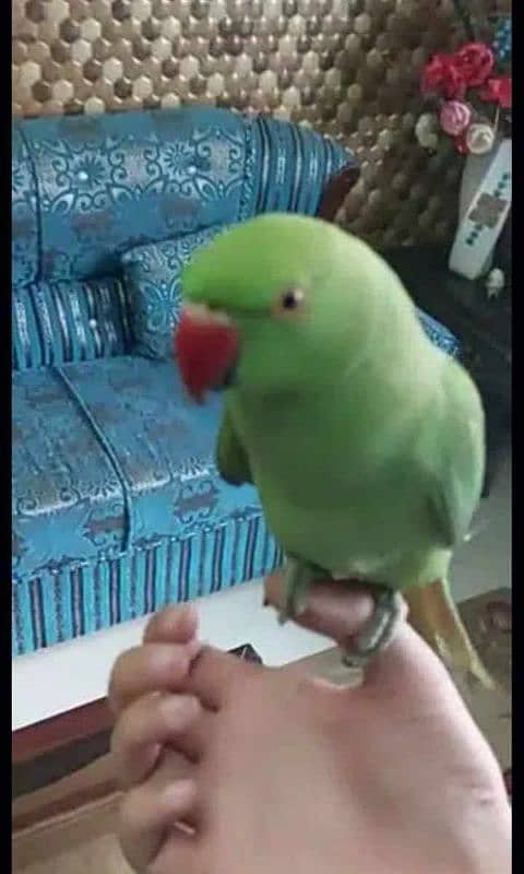 0321/8577/966 green parrot ring nack hand tame male female dono avilli 2