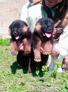 German shepherd Dubal Cout pair 2 mahnt for sale