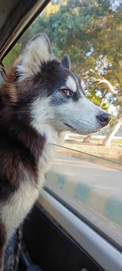 Husky Male with odd eyes