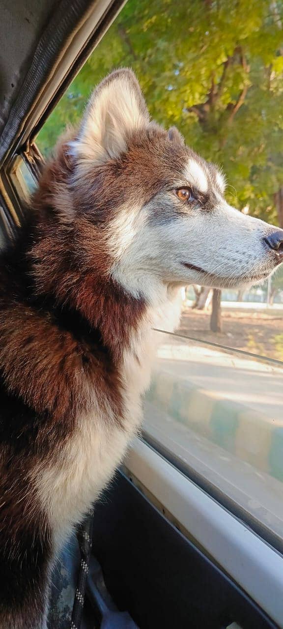 Husky Male with odd eyes 3