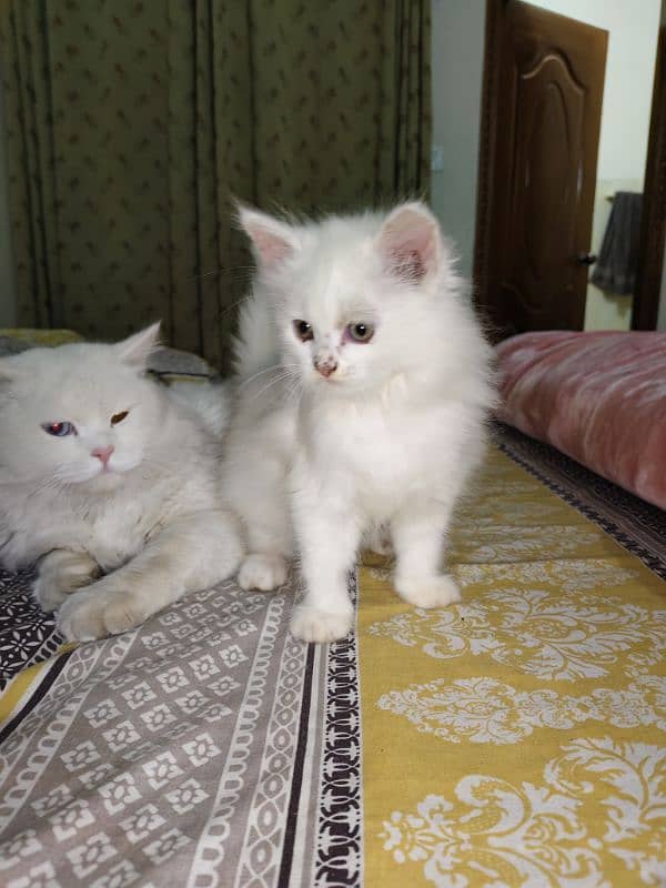 2 months male and female kittens available 5