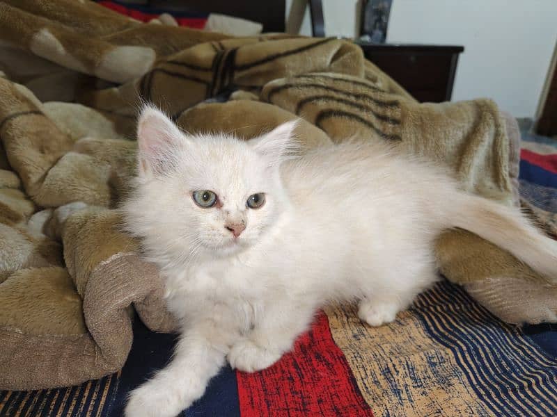 2 months male and female kittens available 12