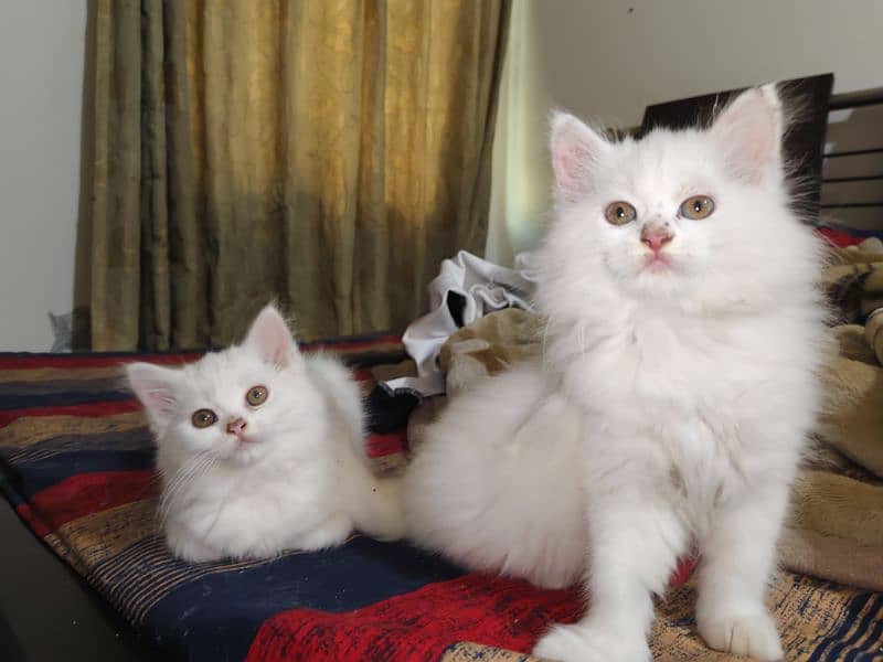 2 months male and female kittens available 15