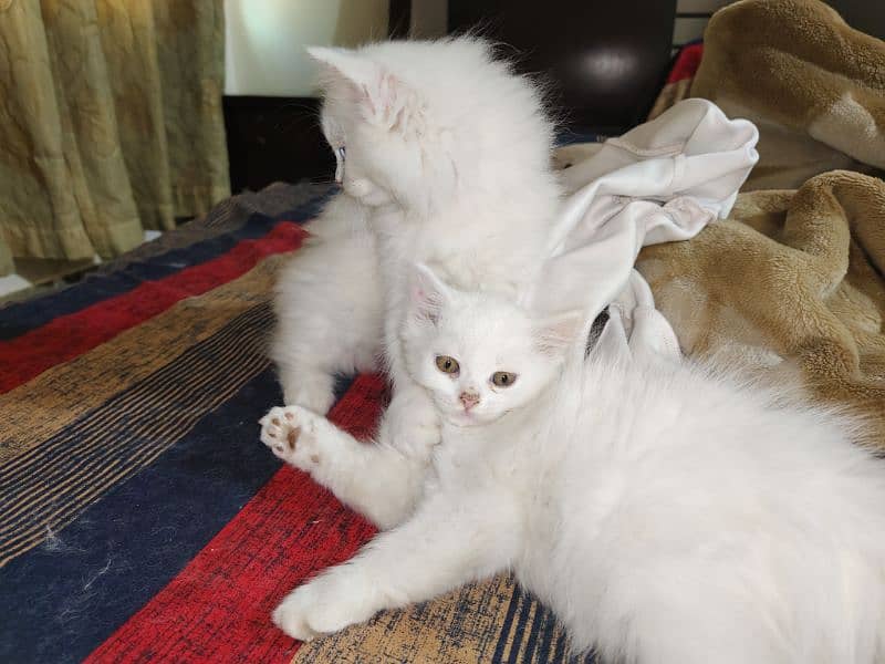 2 months male and female kittens available 19