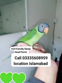 Proper Hand Tamed Full Friendly Sleaty Head Male Parrot