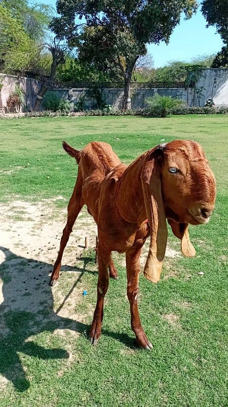 Pair Of Goats For Sale 0