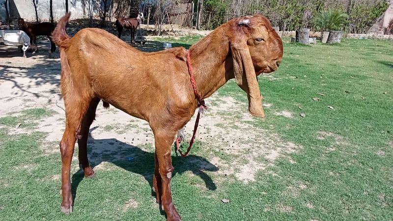 Pair Of Goats For Sale 2