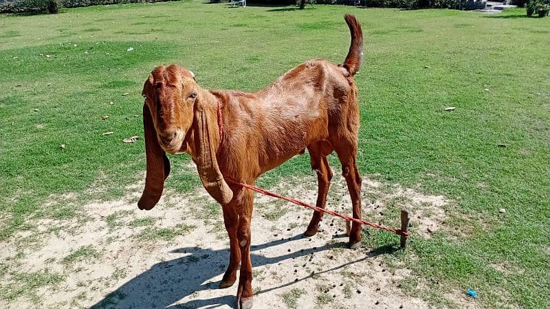 Pair Of Goats For Sale 3