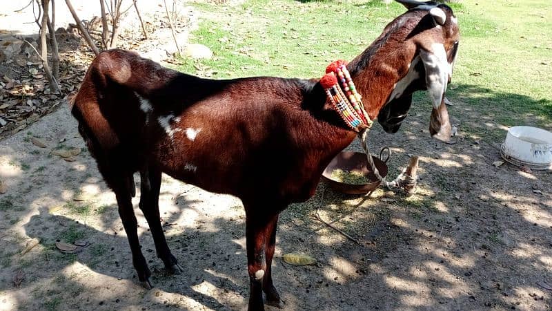 Pair Of Goats For Sale 4