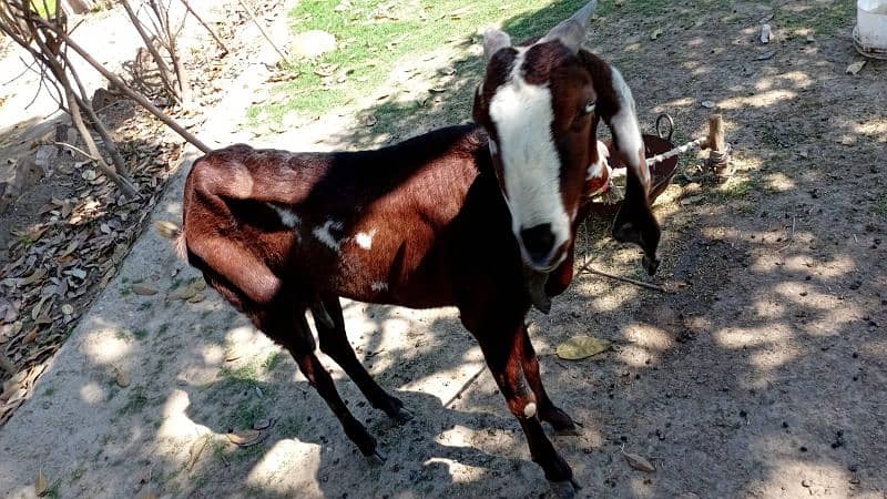 Pair Of Goats For Sale 5