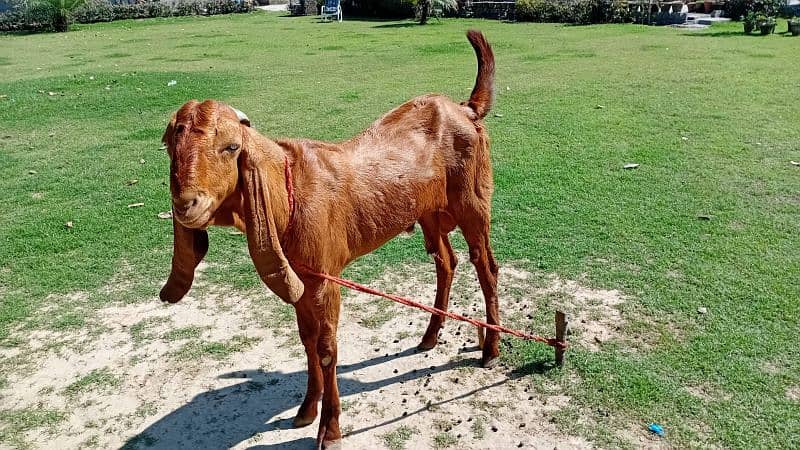 Pair Of Goats For Sale 6