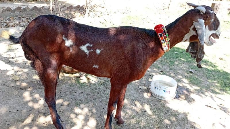 Pair Of Goats For Sale 7