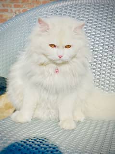 beautiful persian cat ghar k palla hua h bht hi acha h 6 month k h