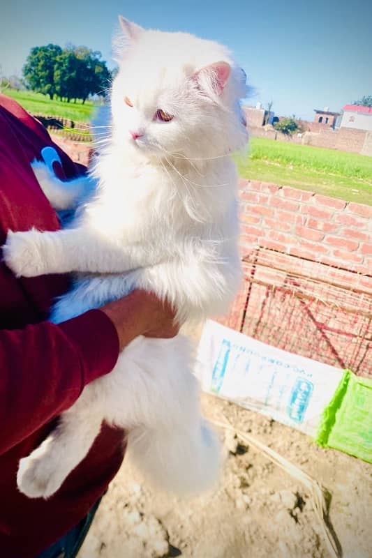 beautiful persian cat ghar k palla hua h bht hi acha h 6 month k h 1