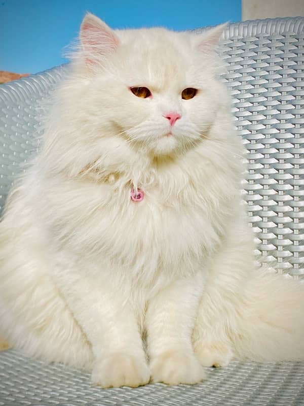 beautiful persian cat ghar k palla hua h bht hi acha h 6 month k h 2