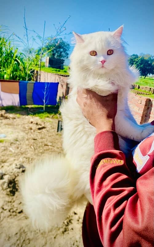 beautiful persian cat ghar k palla hua h bht hi acha h 6 month k h 3