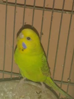 Breeder budgie pair