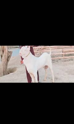 gulabi Bakra for sale WhatsApp number 0320,7376,273