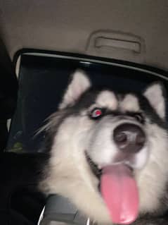 Odd-Eyed Husky for Sale ----- Powerfull and playfull