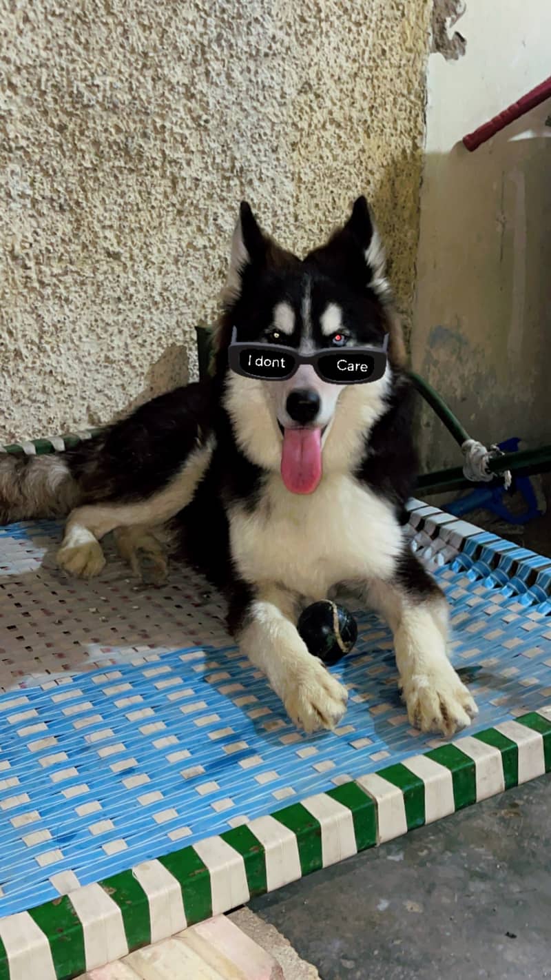 Odd-Eyed Husky for Sale ----- Powerfull and playfull 1