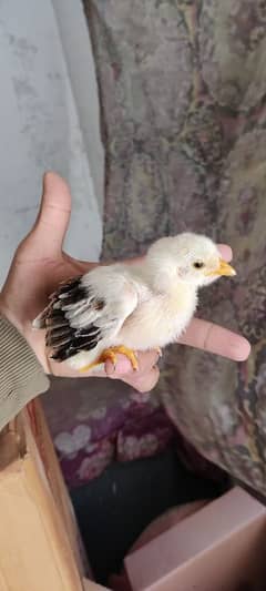 chick