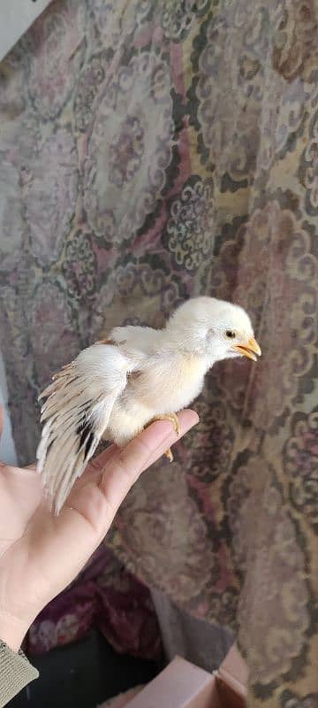 chick for sale home breed han Meri 20 din ka han abhi 1